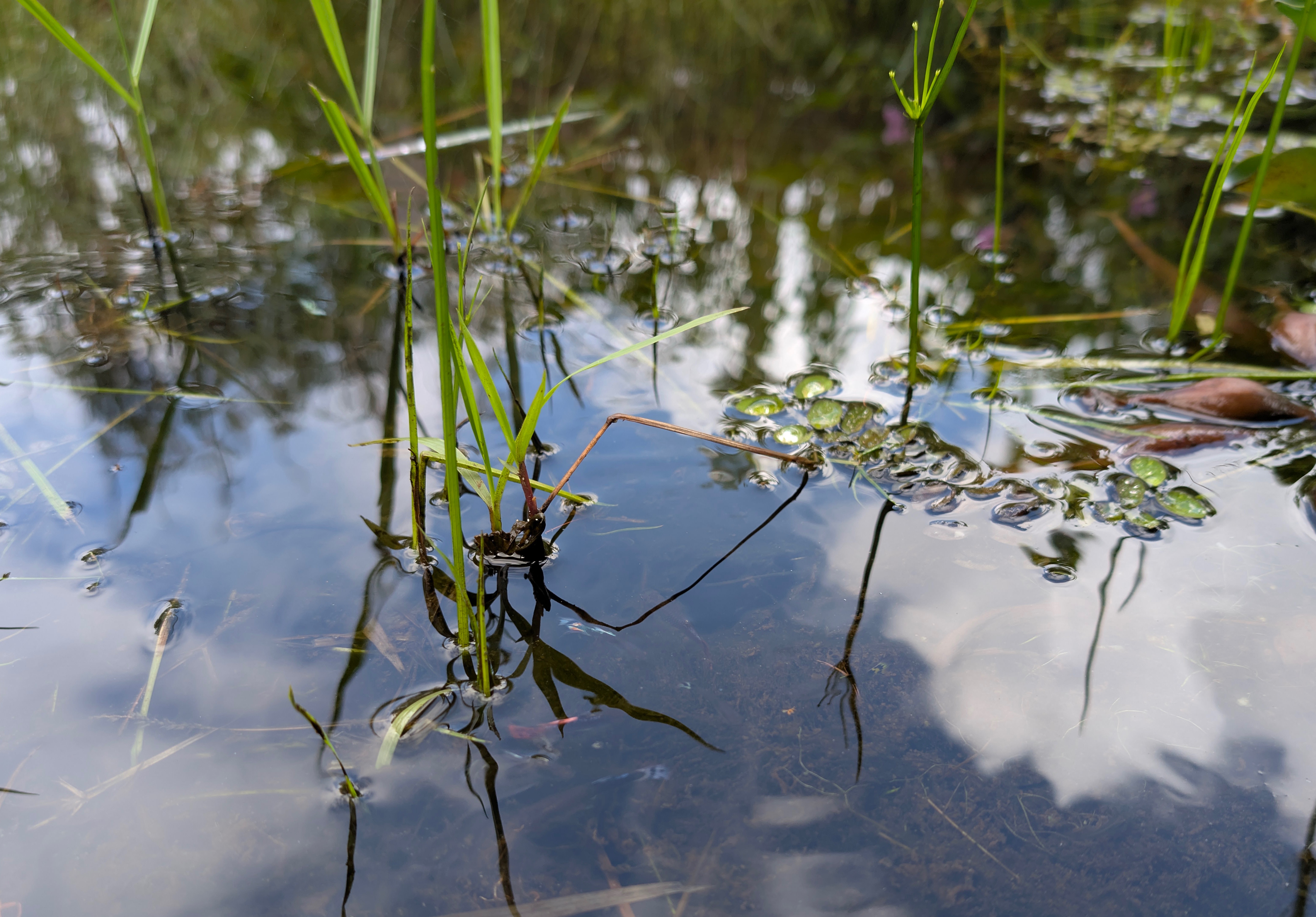 Pond plants and fish in still water