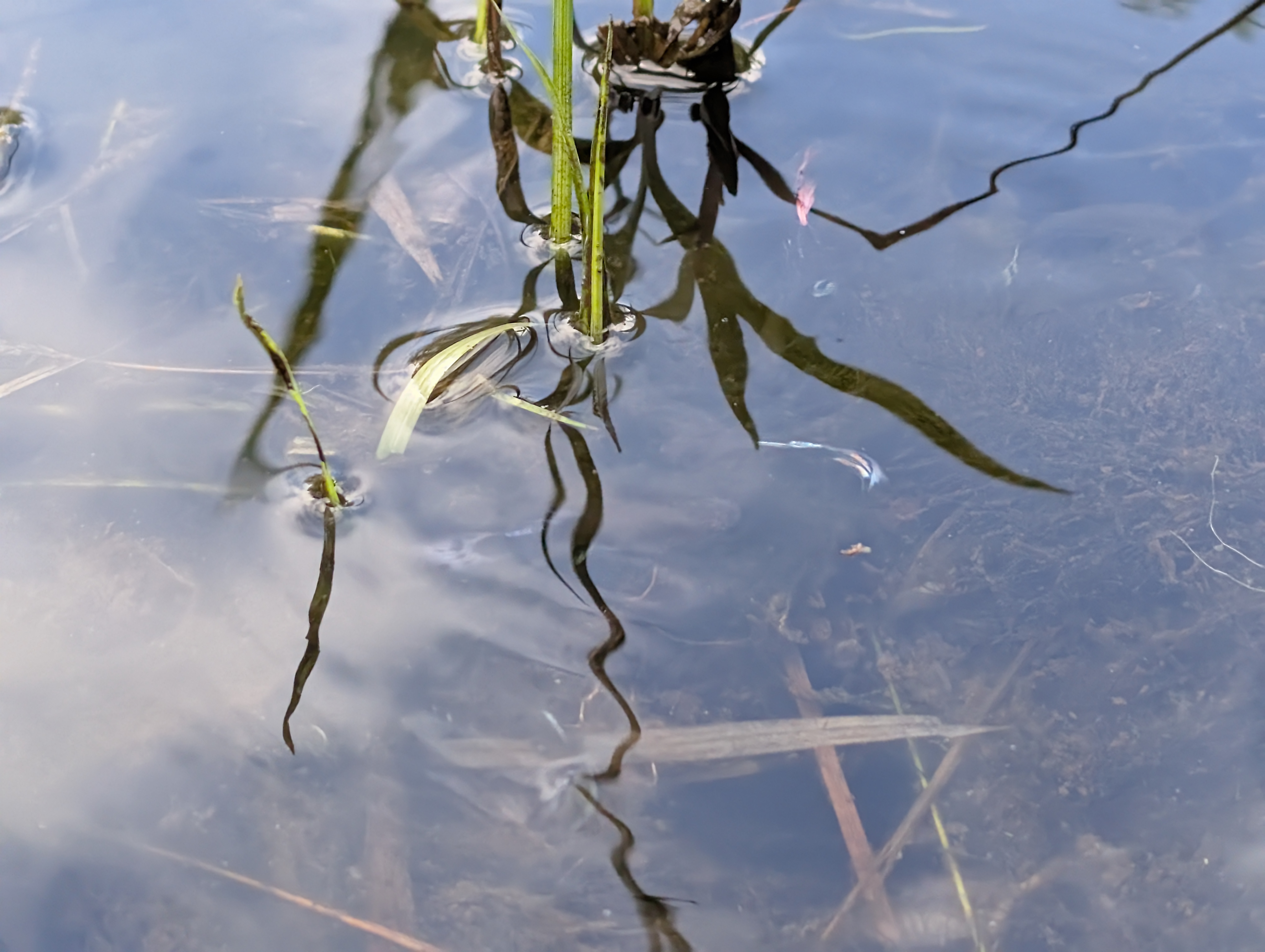 Guppies in clear pond water among grasses