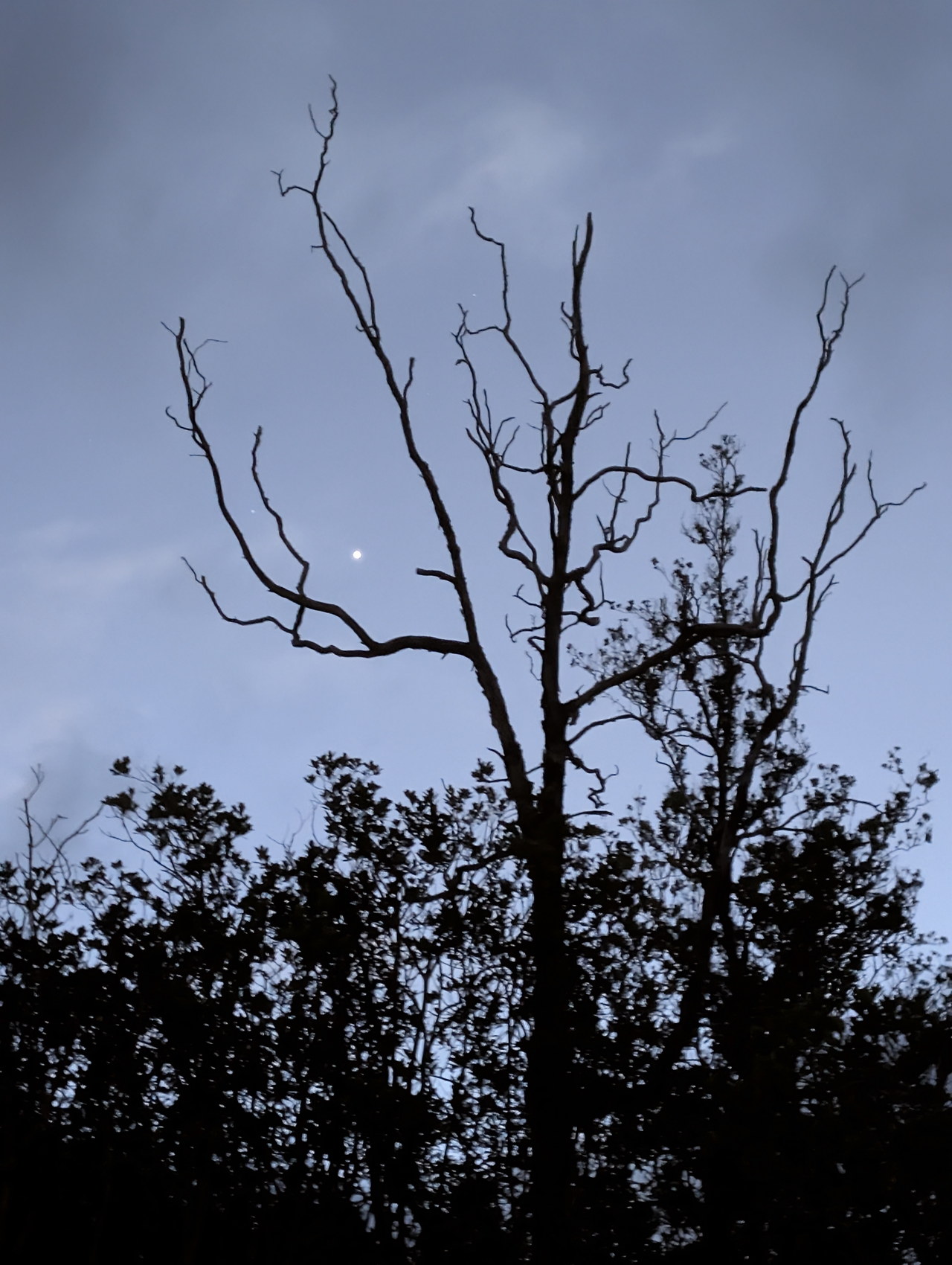 Placeholder — ʻōhiʻa and camp structures