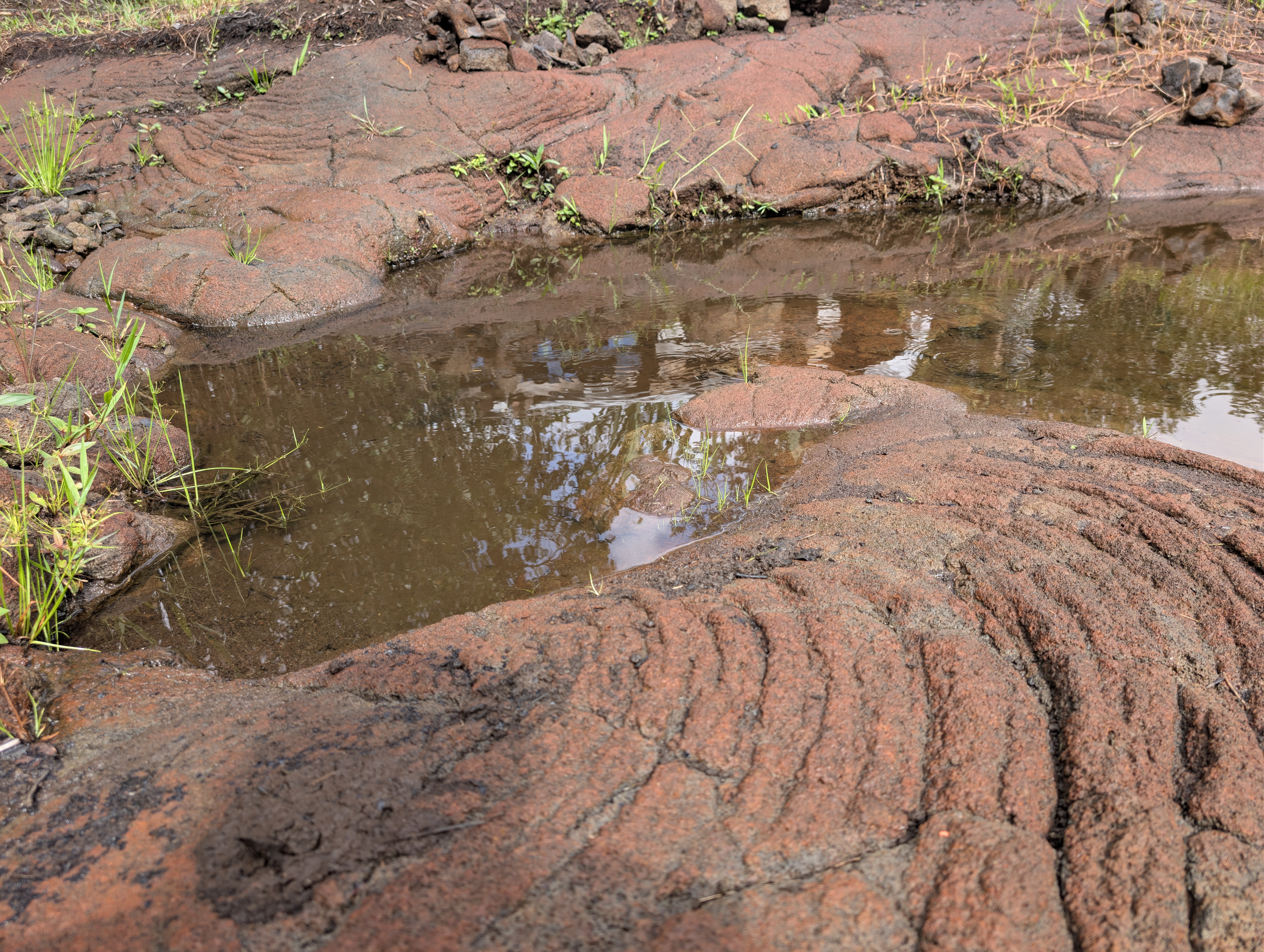 Rain water collected in a lava-rock basin